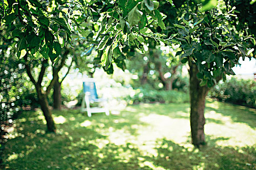 夏天,花园,苹果树,品种