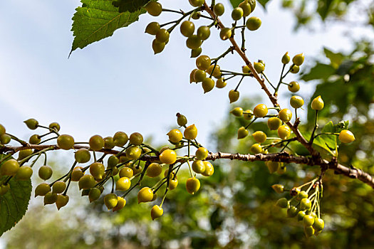 山东省临沂市沂南县沂蒙红色影视基地,东方战场拍摄主场景挂满树枝待成熟的樱桃