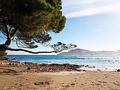 沙滩,松树,马略卡岛,巴利阿里群岛,西班牙