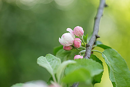 春天,苹果花,芽,特写,照片