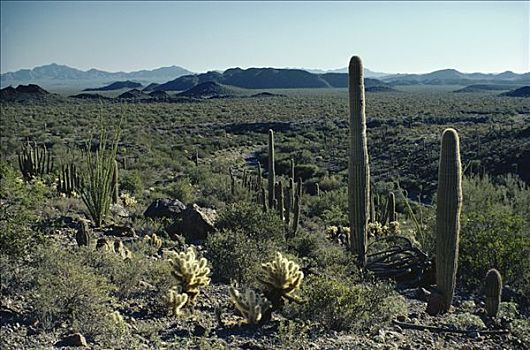 沙漠植被,管风琴仙人掌国家保护区,索诺拉沙漠,亚利桑那