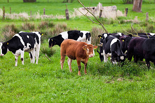 奶牛,母牛,放牧,绿色,草地