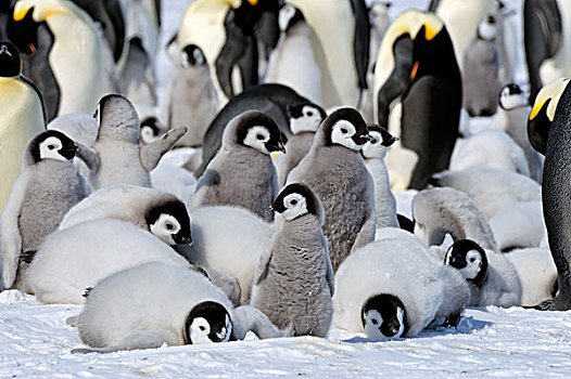 南极,威德尔海,雪丘岛,帝企鹅,生物群,幼禽