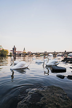 捷克布拉格伏尔塔瓦河与老城查理大桥风景以及河上的天鹅