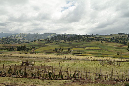 庄稼地,风景,大捆,山,埃塞俄比亚