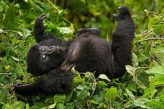 非洲,卢旺达,幼小,山地大猩猩,大猩猩,多