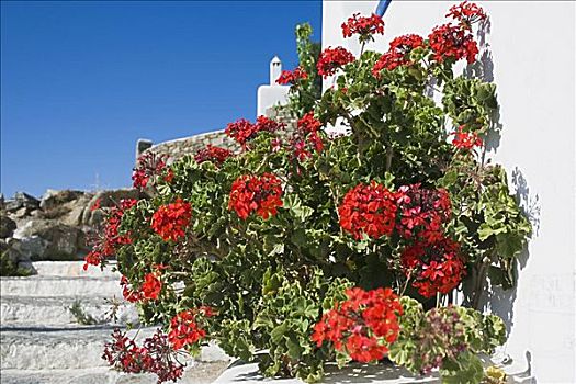 特写,花,植物,米克诺斯岛,基克拉迪群岛,希腊