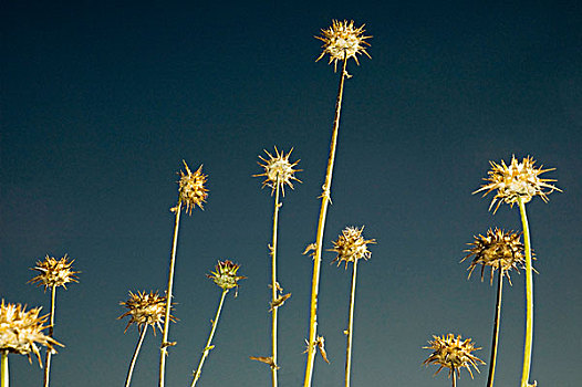 蓟属植物,大,加利福尼亚