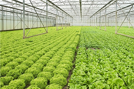 沙拉,植物,温室