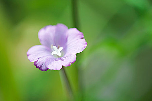 野生,蓝色,亚麻