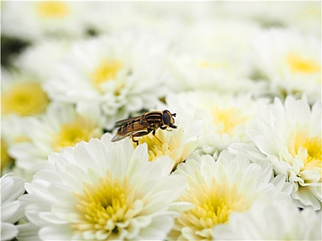 蜜蜂,花蜜,授粉,白花