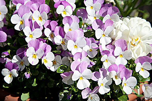 角堇,紫花