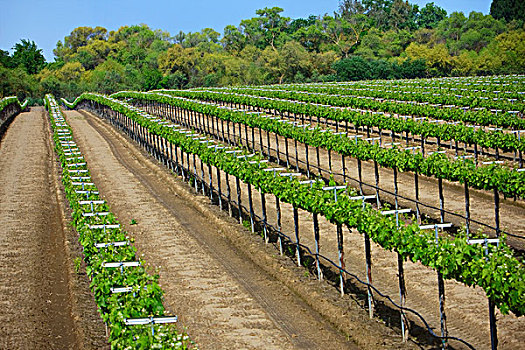 农业,酿酒葡萄,葡萄园,展示,晚春,叶子,生长,靠近,加利福尼亚,美国