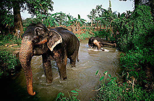 斯里兰卡,大象,浴,河