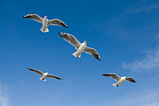 红嘴鸥,海鸥,飞行,梅克伦堡前波莫瑞州,德国,欧洲