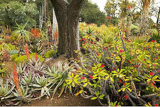 植物园,帕萨迪纳,加利福尼亚,美国