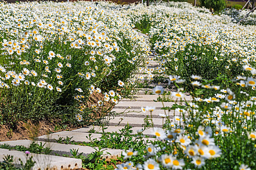 夏初盛开的成片的白色雏菊花田,山东省安丘市齐鲁酒地景区