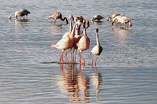 火烈鸟,小红鹳,纳库鲁湖,肯尼亚
