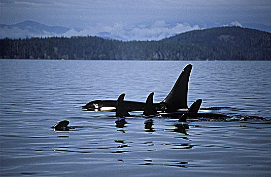 约翰斯顿海峡,逆戟鲸,温哥华岛,不列颠哥伦比亚省,加拿大