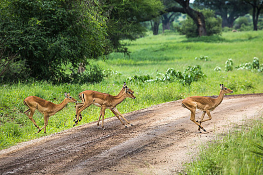 女性,黑斑羚,幼兽,塔兰吉雷国家公园,野生动植物保护区,坦桑尼亚,非洲