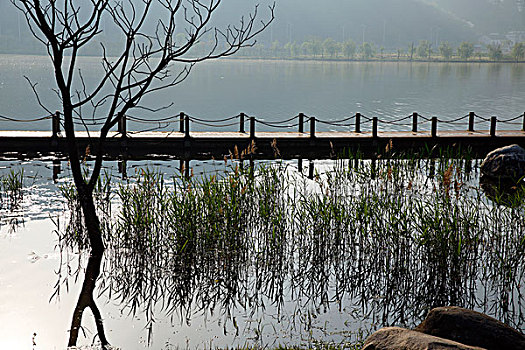 屯溪江边湿地小景