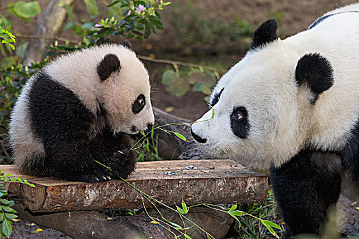 大熊猫,母亲,幼兽,中国
