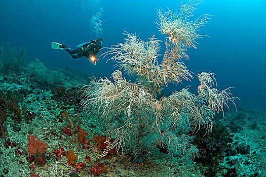 潜水,黑色,珊瑚,宿务,菲律宾,亚洲