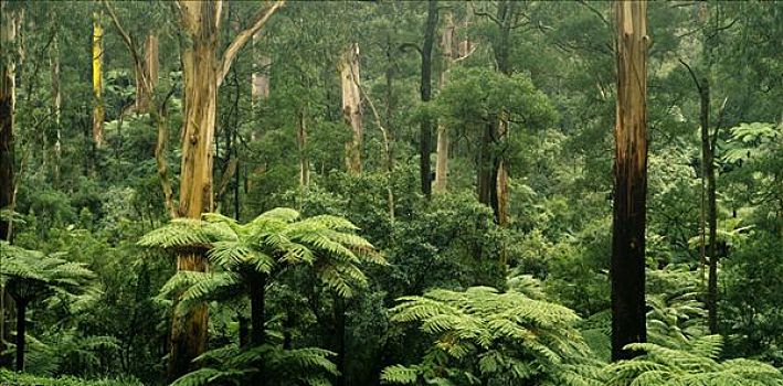 树林,雨林,桫椤,澳大利亚
