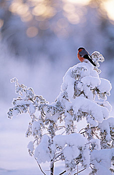 鸟,栖息,积雪,树