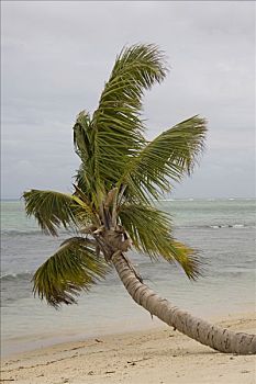 棕榈树,海滩,岛屿,马达加斯加,非洲