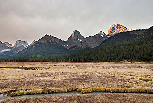驼鹿,放牧,日落,山峦,背景,艾伯塔省,加拿大