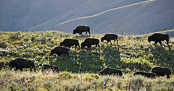 美洲,野牛,牧群,大台顿国家公园,怀俄明,美国