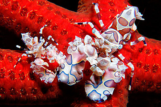 两个,红色,海星,靠近,父亲,礁石,巴布亚岛,新
