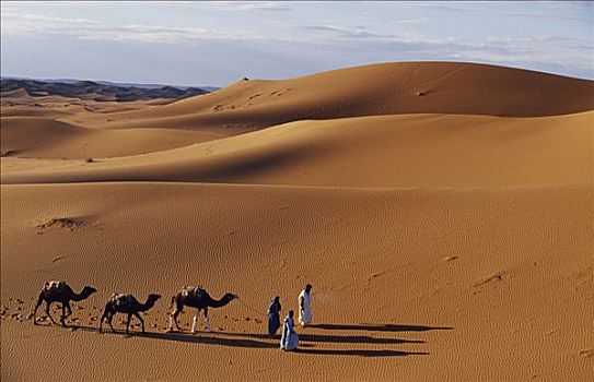 部落男子,骆驼,沙丘,撒哈拉沙漠,区域,摩洛哥