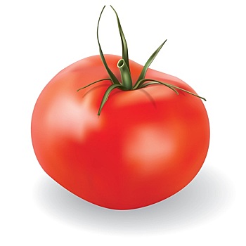 矢量,西红柿,隔绝,白色背景,背景