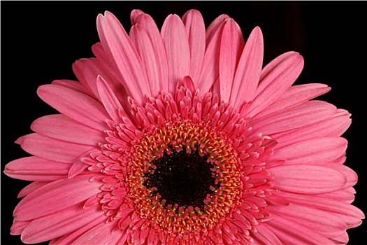 粉色,非洲菊