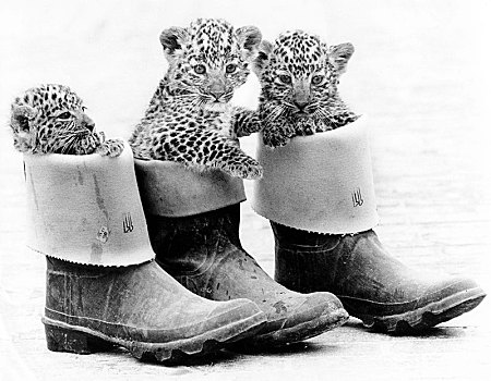 小,豹,胶靴,英格兰,英国
