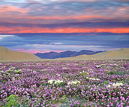 美国,加利福尼亚,沙丘,沙子,马鞭草属植物,樱草花,野花,日落