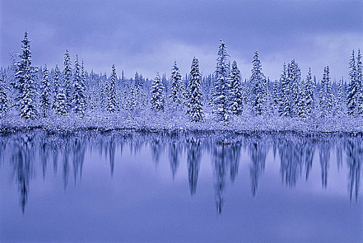 清新,下雪,树,靠近,湖,艾伯塔省,加拿大