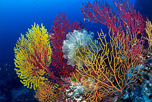 海鞘,黄色,柳珊瑚目,后面,红色,卡普里岛,坎帕尼亚区,意大利南部,意大利,欧洲