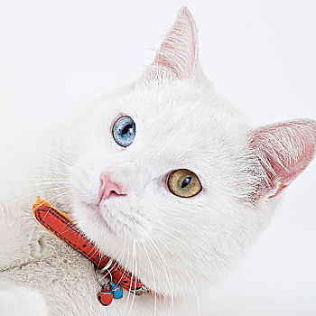 白色,猫,眼睛,两个