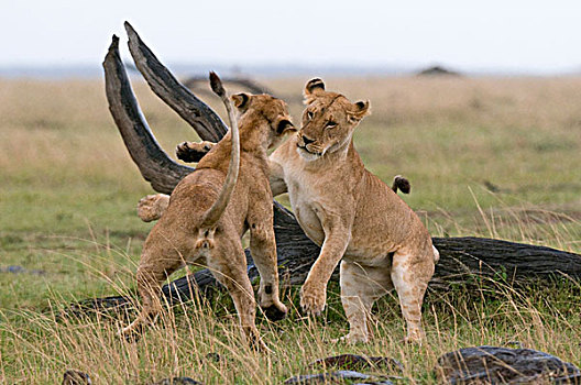 雌狮,玩,狮子,马赛马拉国家保护区,肯尼亚