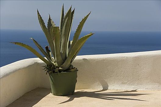 龙舌兰属植物,锡拉岛,基克拉迪群岛,爱琴海,希腊