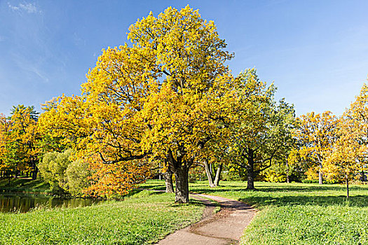 秋天,公园,小路,橡树,晴天