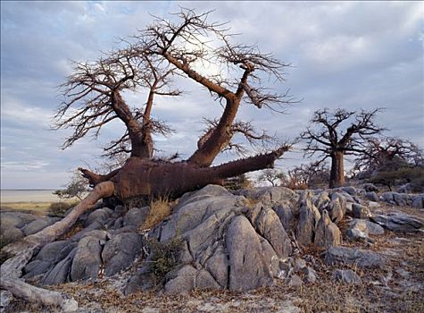 节瘤,猴面包树,石头,边缘,东方,两个,巨大,盐磐,宽阔,马卡迪卡迪盐沼,区域,北方,卡拉哈里沙漠,一个,世界