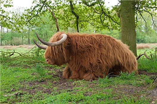 苏格兰,母牛