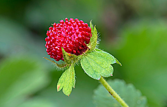 水果,野草莓,日内瓦州,瑞士,欧洲