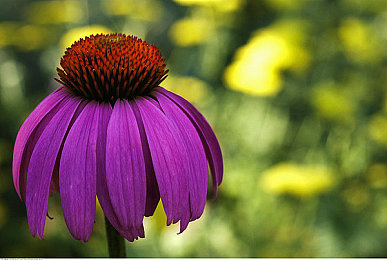紫色金花菊图片