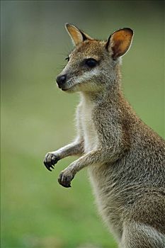 敏捷,小袋鼠,幼小,绿色,国家公园,澳大利亚