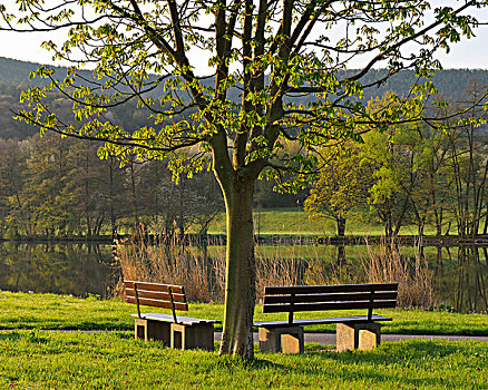 栗子树,长椅,河,春天,弗兰克尼亚,施佩萨特,米尔顿堡,地区,巴伐利亚,德国
